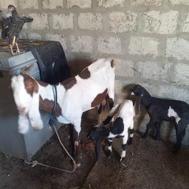 makhi chini /ghaban /Bakri / بکری / Goat for Sale 10