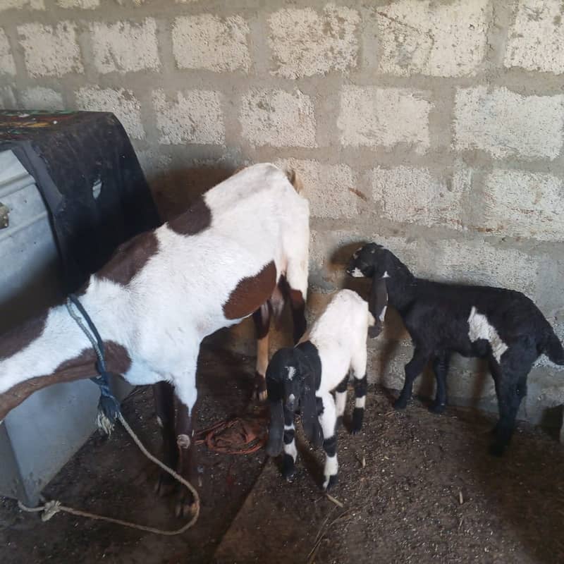 makhi chini /ghaban /Bakri / بکری / Goat for Sale 11