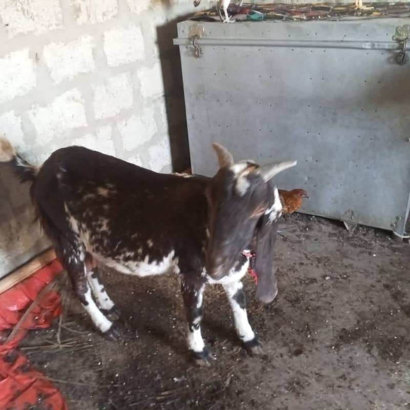 makhi chini /ghaban /Bakri / بکری / Goat for Sale 12