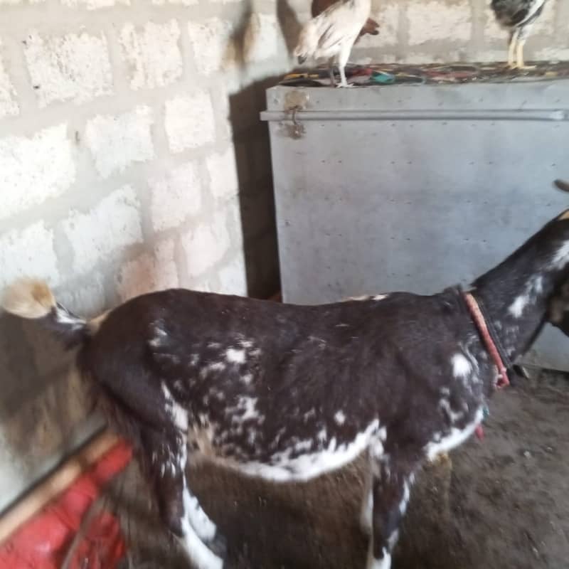 makhi chini /ghaban /Bakri / بکری / Goat for Sale 13