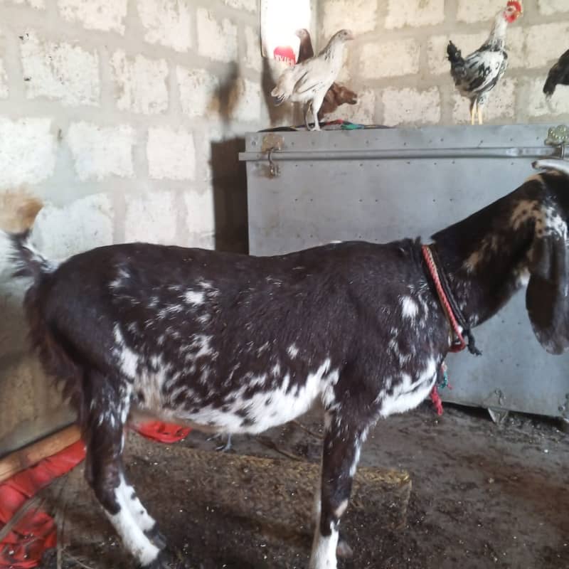 makhi chini /ghaban /Bakri / بکری / Goat for Sale 14