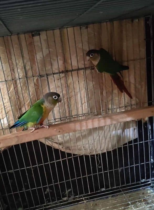 yellow sided conure 1