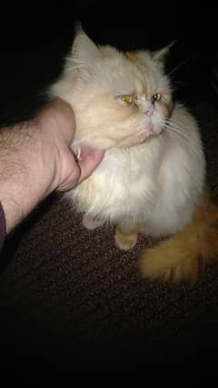 persian male cat available for meeting