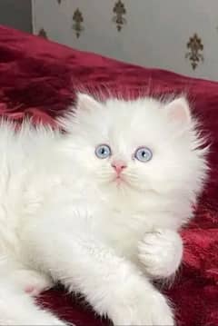 Persian cat My WhatsApp number 03290364327 for sale