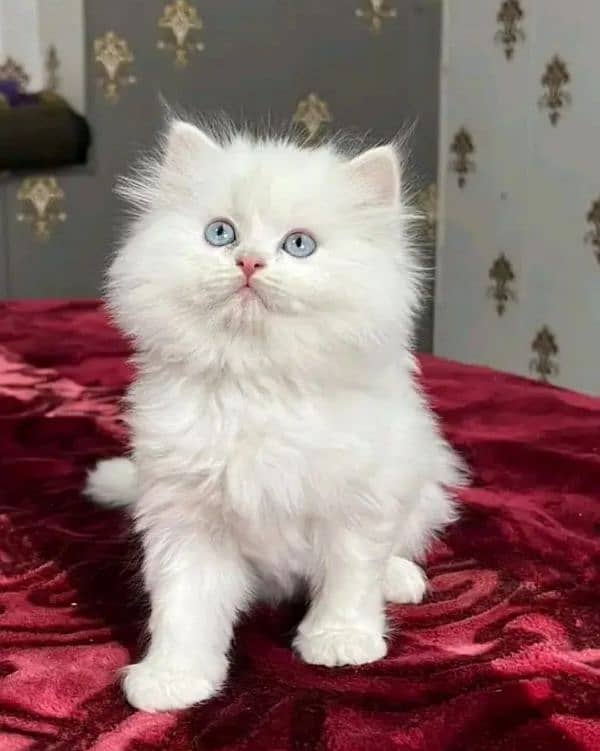 Persian cat My WhatsApp number 03290364327 for sale 1