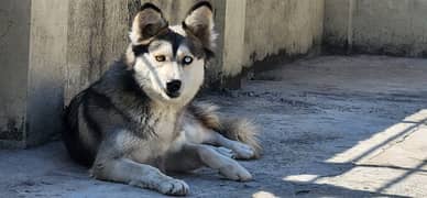 Female Siberian Husky Wooly Coated