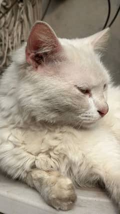 Persian double coated cat.