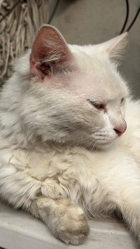 Persian double coated cat. 0