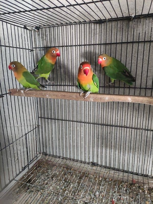 Love bird pairs 3