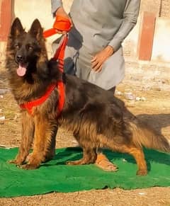 German Shepherd long coat male heavy bone for sale