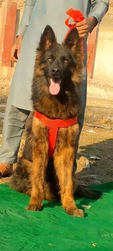 German Shepherd long coat male heavy bone for sale 1