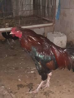 australorp 3 murcia 1 desi murga  only 6000