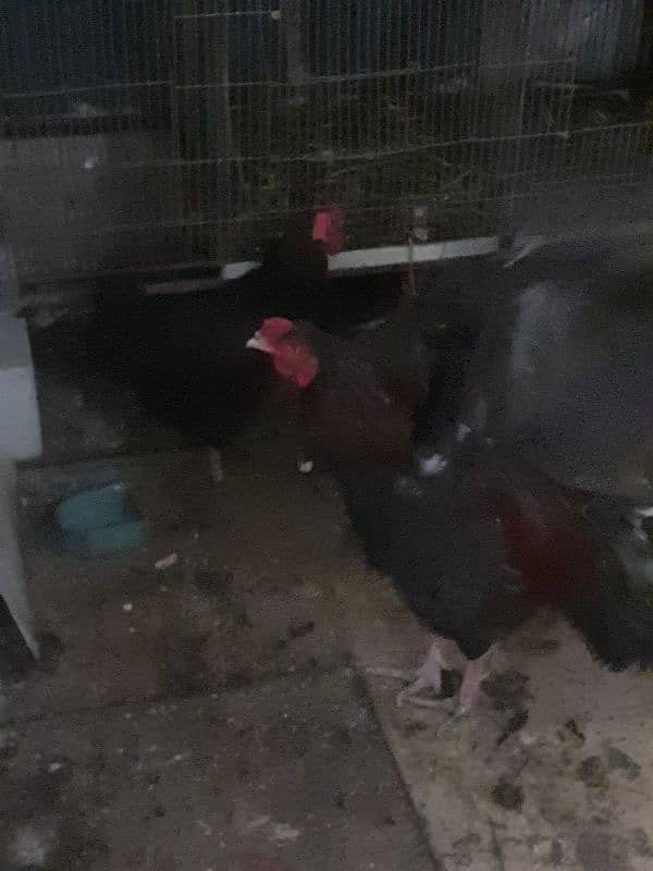 australorp 3 murcia 1 desi murga  only 6000 2