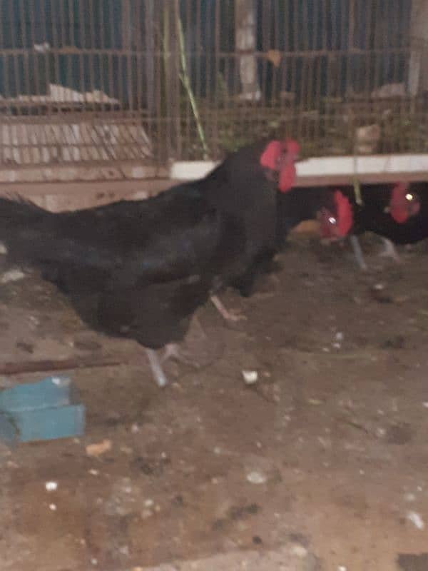 australorp 3 murcia 1 desi murga  only 6000 3