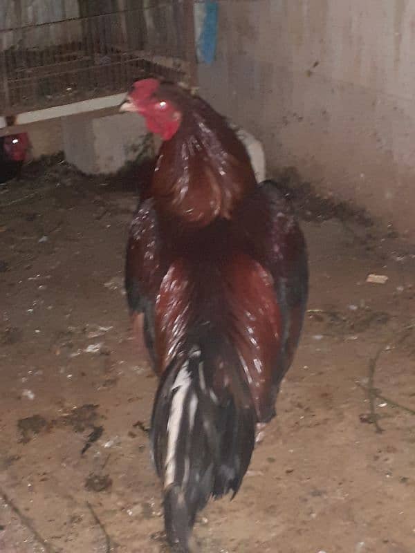 australorp 3 murcia 1 desi murga  only 6000 4