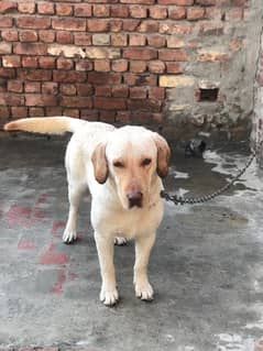 Labrador