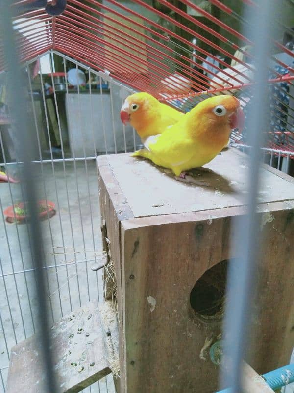 Latino parsnata breeder pair 0