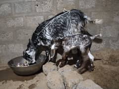 New born kid with mother goat