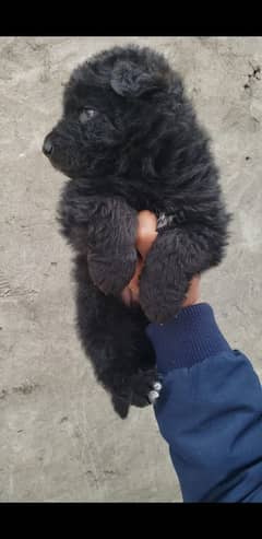 Black German shepherd puppies for sale (Extreme Quality)