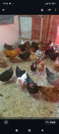 golden misri hen for sale australorp