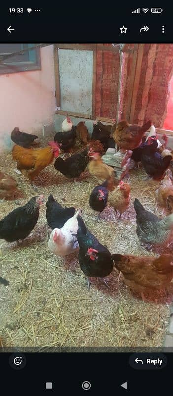 golden misri hen for sale 0