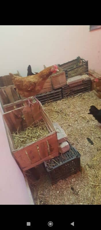 golden misri hen for sale 1