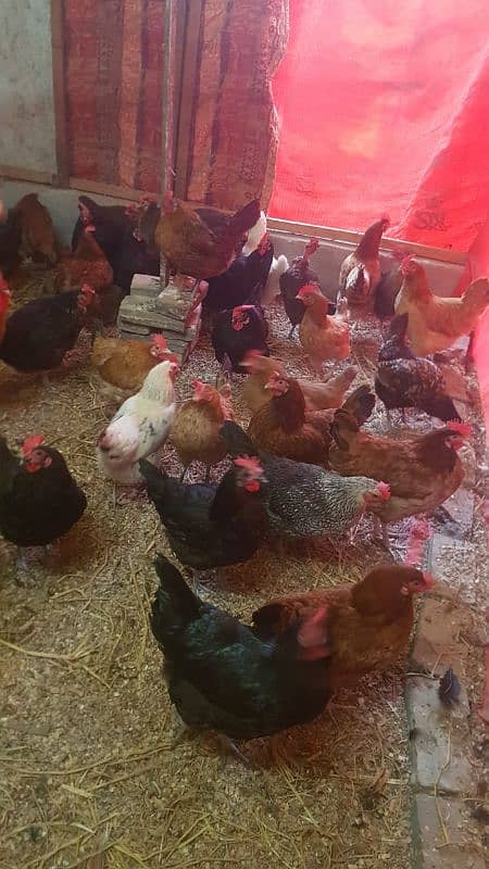 golden misri hen for sale 2