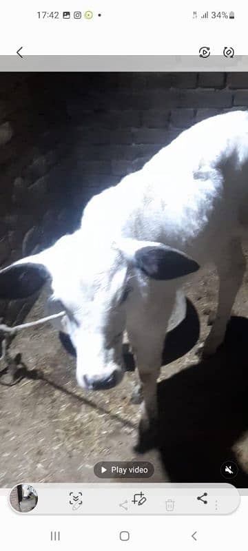 cow for sale jarsy astilen mix tazi soi hay 12 kg dhood 3