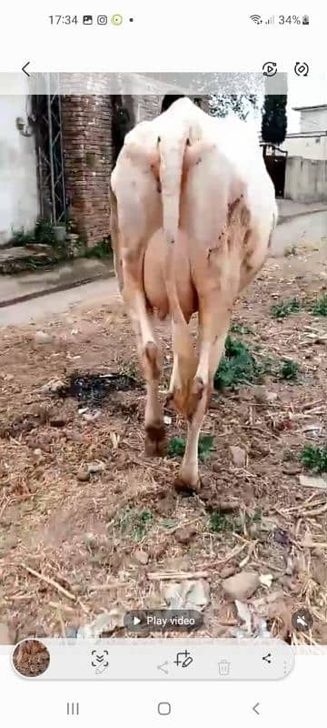 cow for sale jarsy astilen mix tazi soi hay 12 kg dhood 5