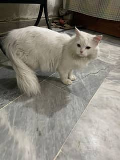 Persian Cat Male