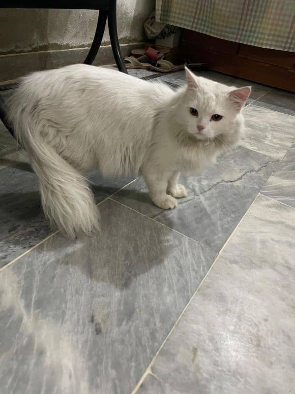 Persian Cat Male 0