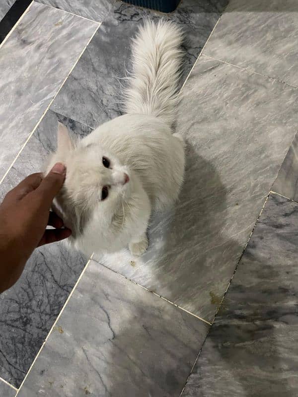 Persian Cat Male 1