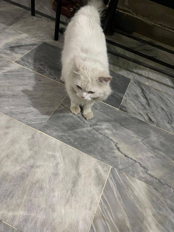 Persian Cat Male 3