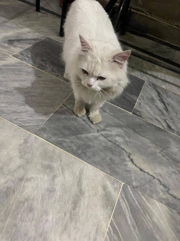 Persian Cat Male 5