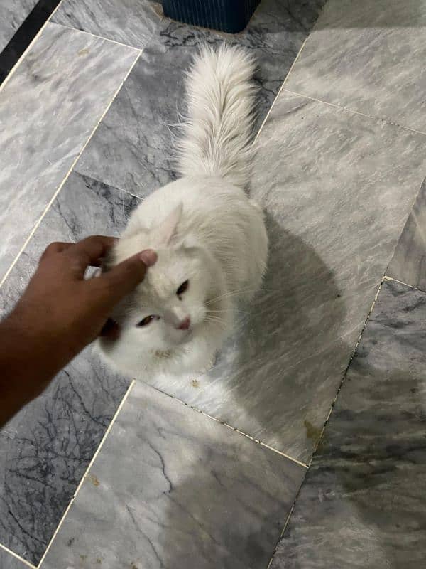 Persian Cat Male 7