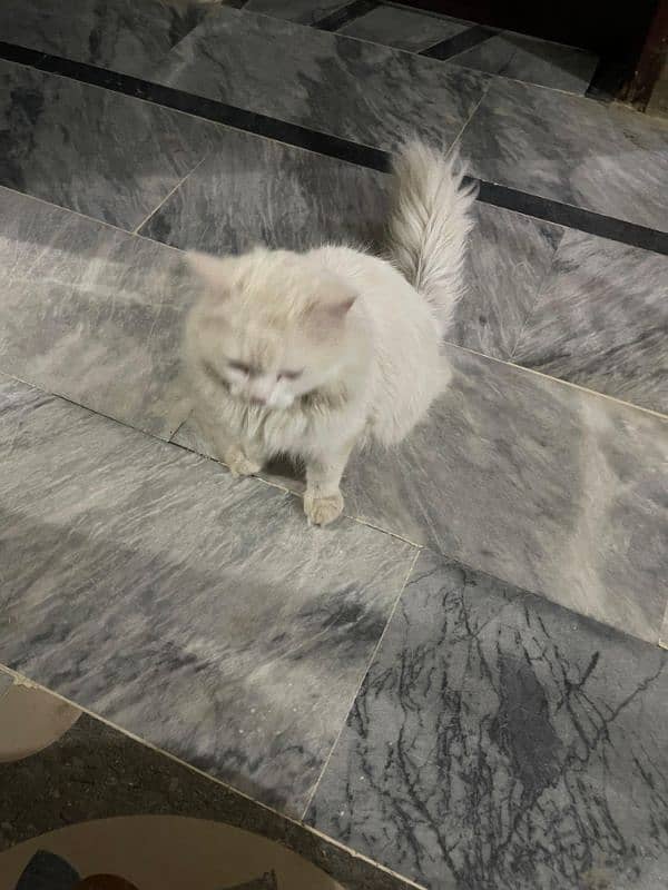 Persian Cat Male 8