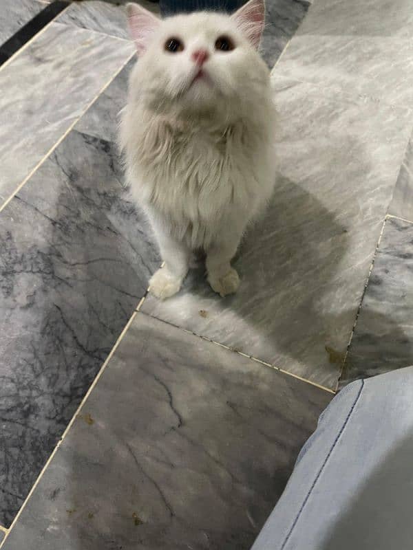 Persian Cat Male 9