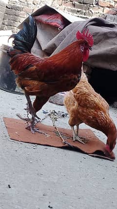 sale hen and cock urgent