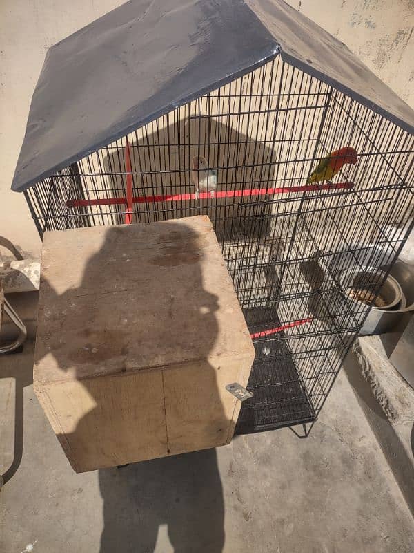 Lovebirds Pair With Cage or Chick And 3 Ege 1