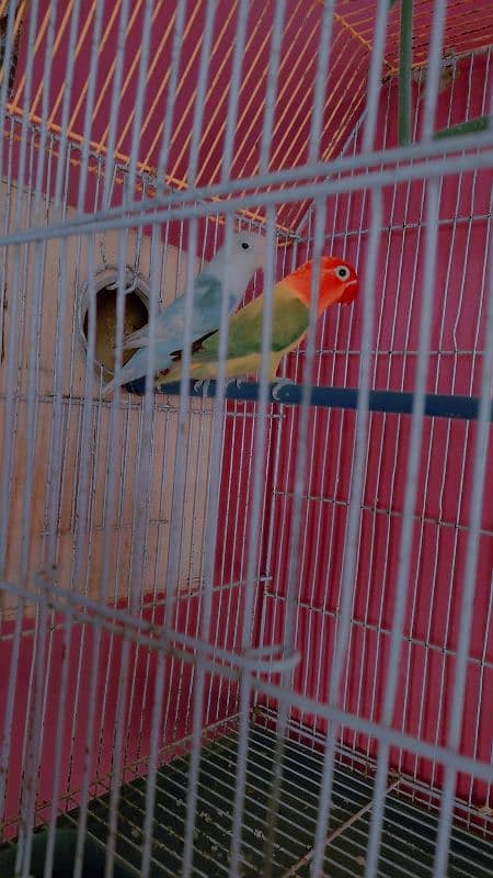 Lovebirds Pair With Cage or Chick And 3 Ege 4