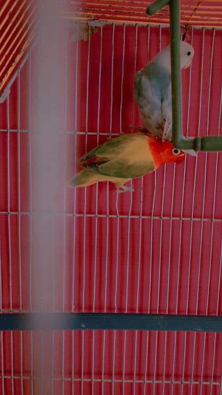 Lovebirds Pair With Cage or Chick And 3 Ege 5