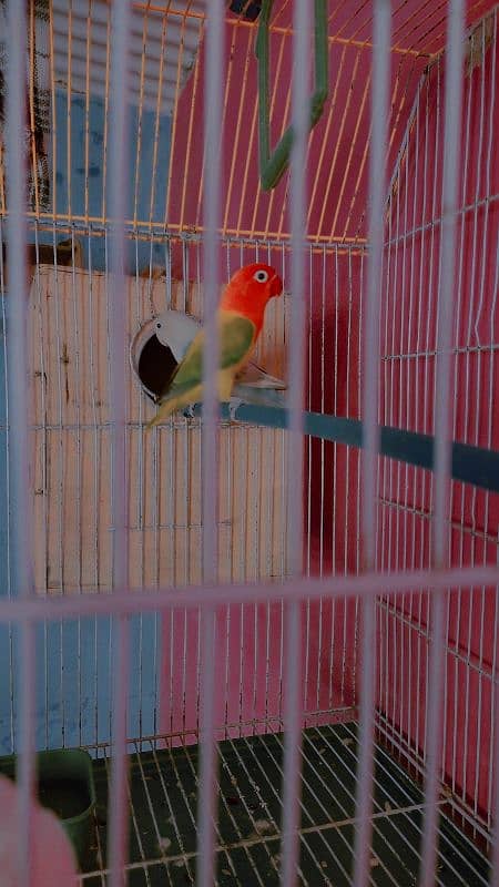 Lovebirds Pair With Cage or Chick And 3 Ege 6