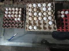 Desi fertile eggs available 35 rupees per egg