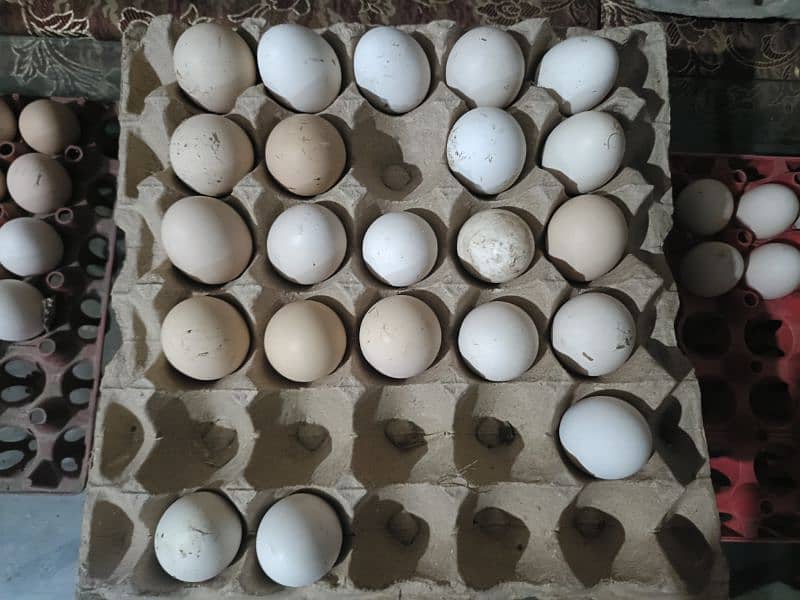 Desi fertile eggs available 35 rupees per egg 1