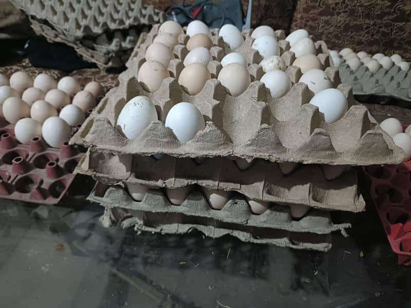 Desi fertile eggs available 35 rupees per egg 2