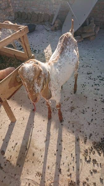 Makkhi Chhina Bakra for sale 03126188317call wahtasp 2