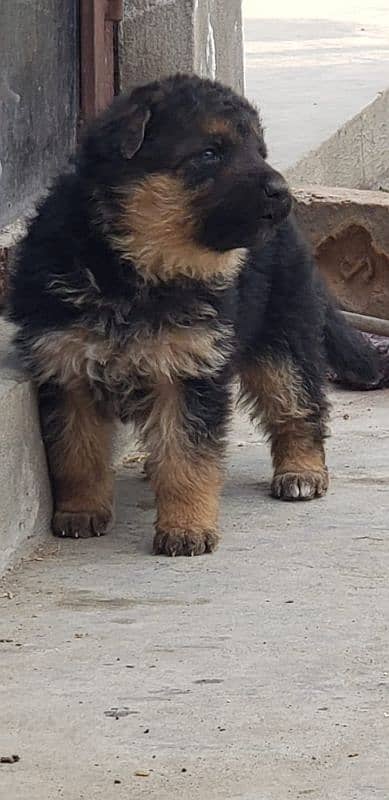 German Shepherd Puppies for sale 0