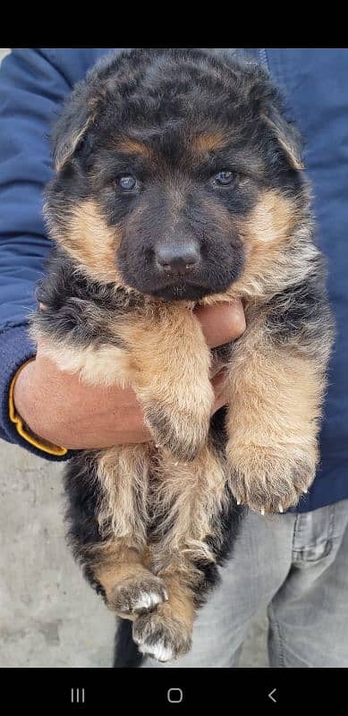 German Shepherd Puppies for sale 1