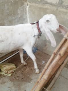 gulabi rajanpuri goat iregnal