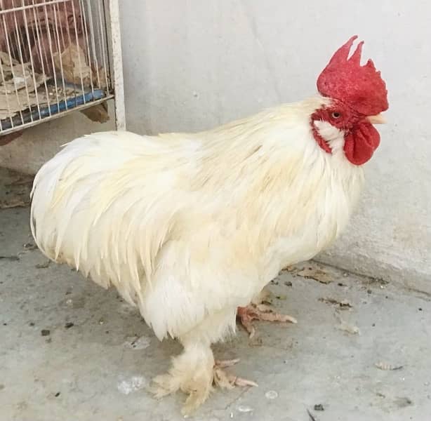 1 White Adult Bantam Cochin Rooster 0